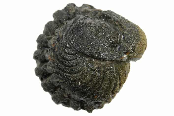 Wide Enrolled Morocops Trilobite - Morocco #296620